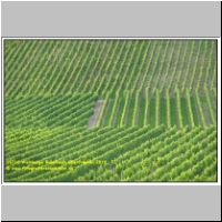 16710 Weinberge Bullenheim Oberfranken 2010.JPG